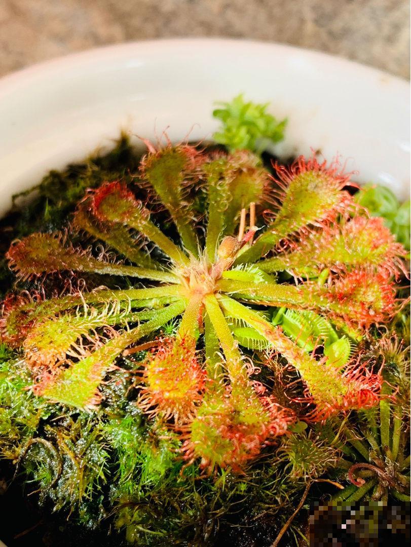 小时候常见的野草，竟是“肉食”植物，真是太奇特了
