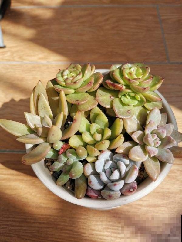 初春养花，这4点要注意，否则花熬过冬天，死在春天