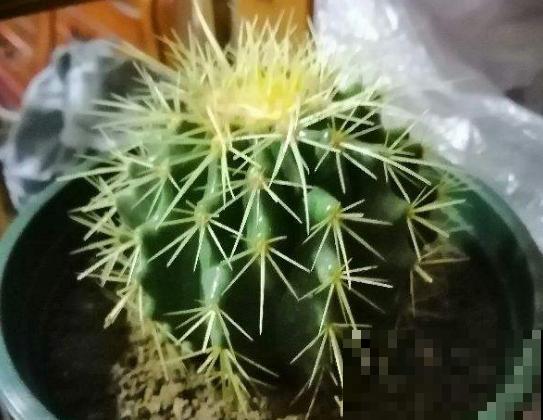 有些花，你以为还活着，其实早死了！