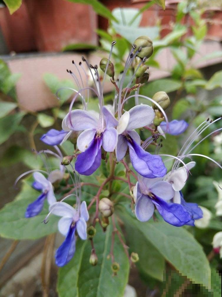 这花长得像“小爪子”，毛茸茸超可爱，一盆就俘获你的心