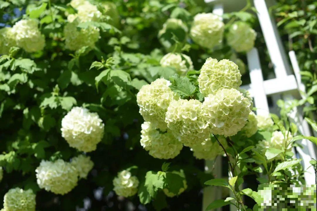 特耐阴的绣球花，光不好也能蹭蹭开，开花比拳头还大！