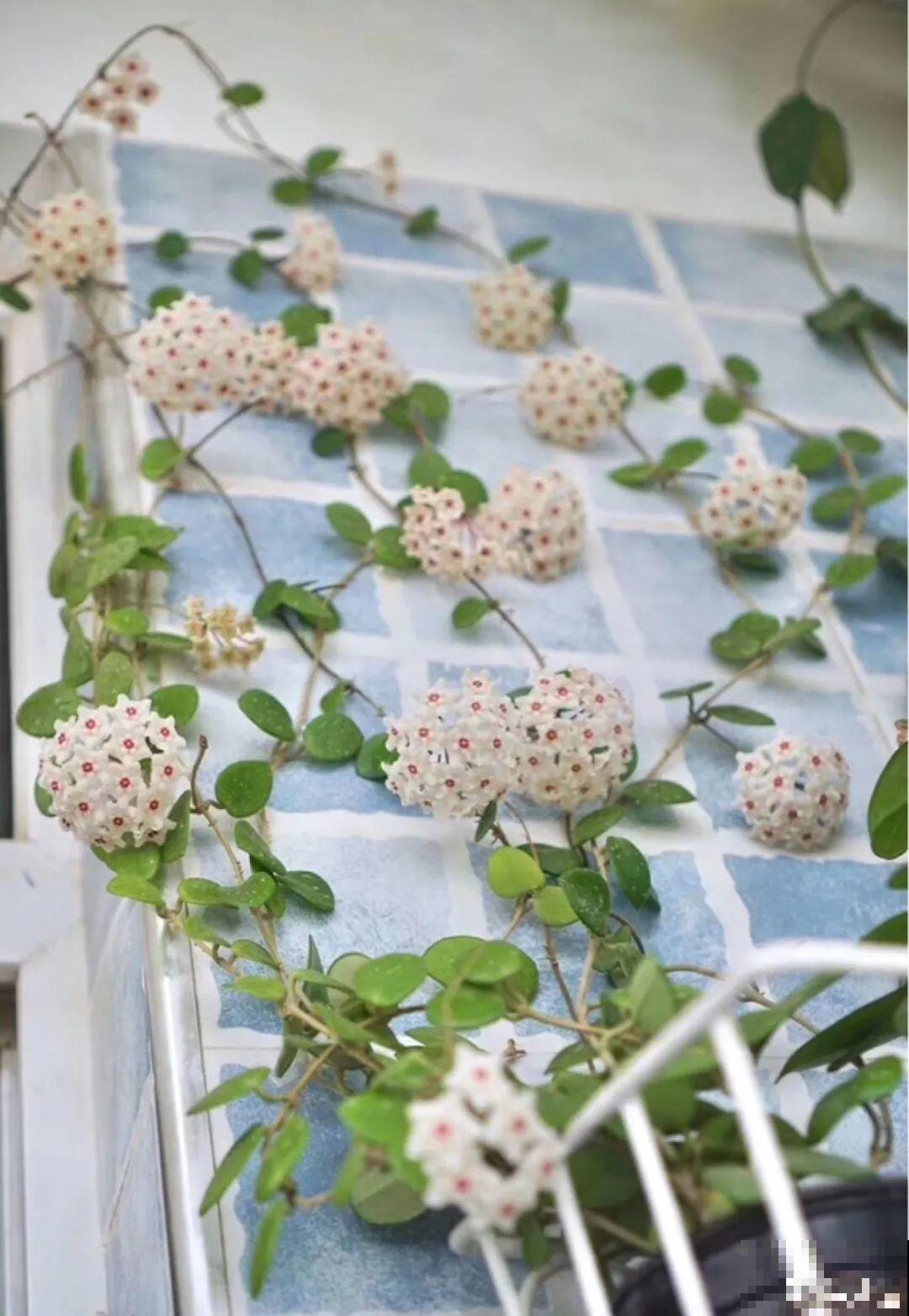 这花超耐阴，没光也能爬满墙，依次开花几十朵！