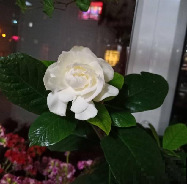 别人家的栀子花为啥开得好？原来是遵循这几点，你也能做到！