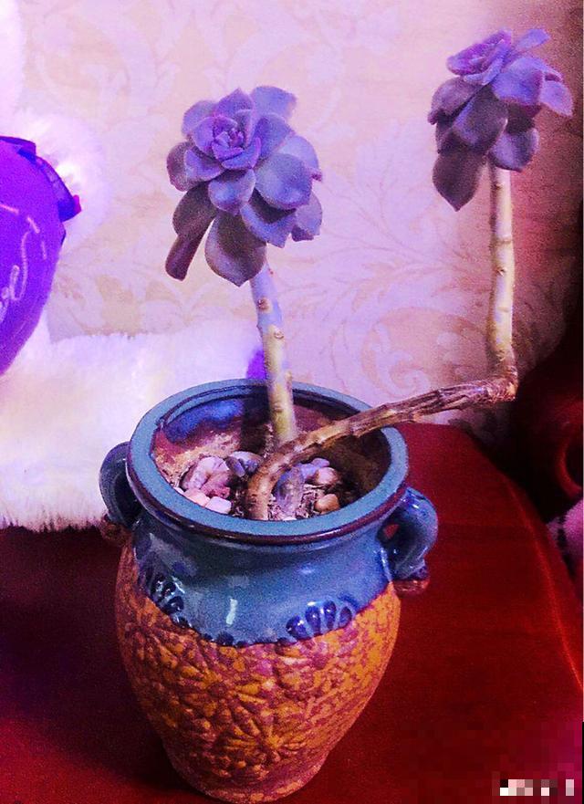 一次疫情，荒芜不了整个春天，阴霾会过去，鲜花也会盛开！