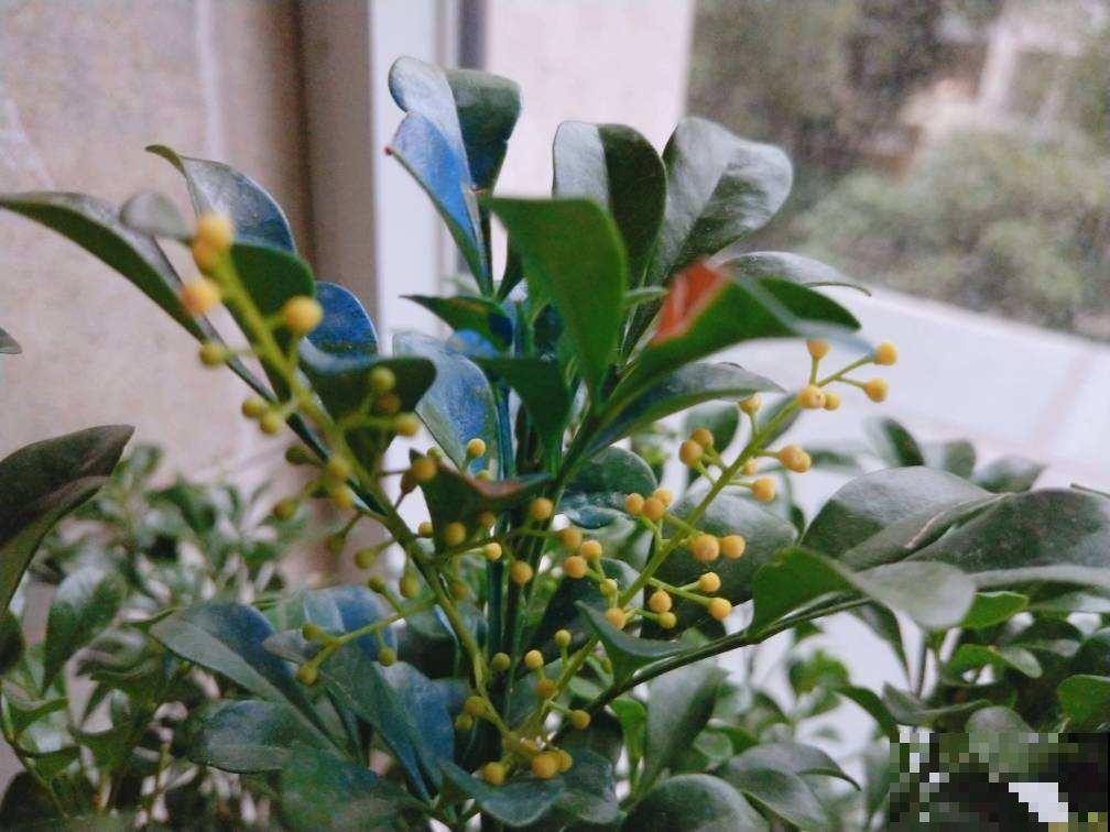 家里养盆香水花，满树挂满“黄金粒”，一盆满屋都飘香