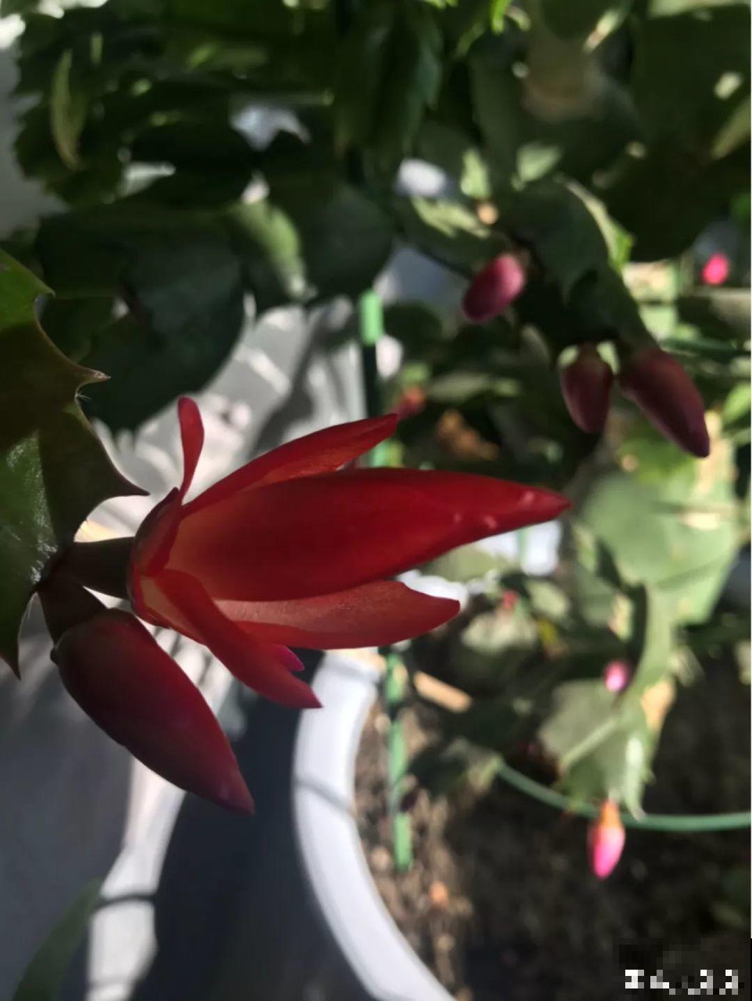 蟹爪兰光长叶子不见花？一掐一喷，半个月后就能开！
