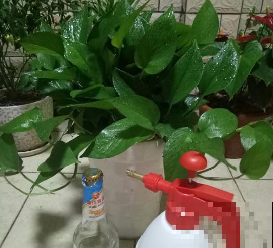 自制养花万能水，7天浇一次，叶子旺盛开花满枝头！