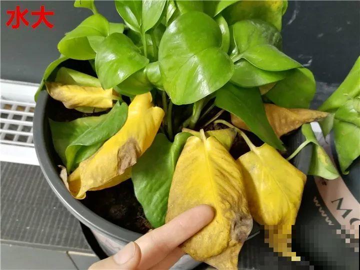 花变成这样，立马剪撒点粉，否则撑不过7天！