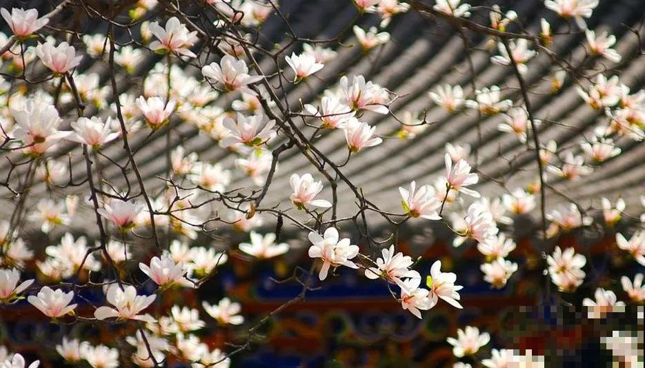 8种守家树，养在院里最适合，镇宅保平安！