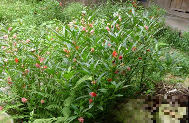 小时候经常玩的4种花，农村遍地都是，名字土开花却很美！