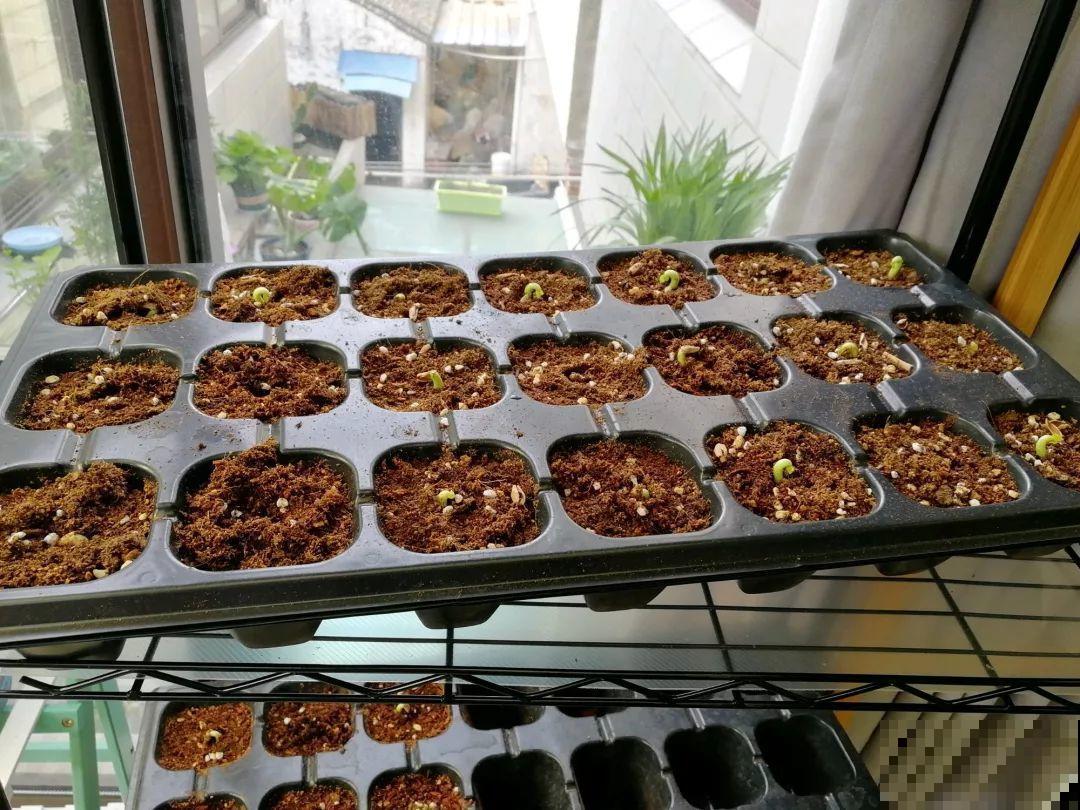 这花特好养，撒一把丢土里，冒出一堆新芽！