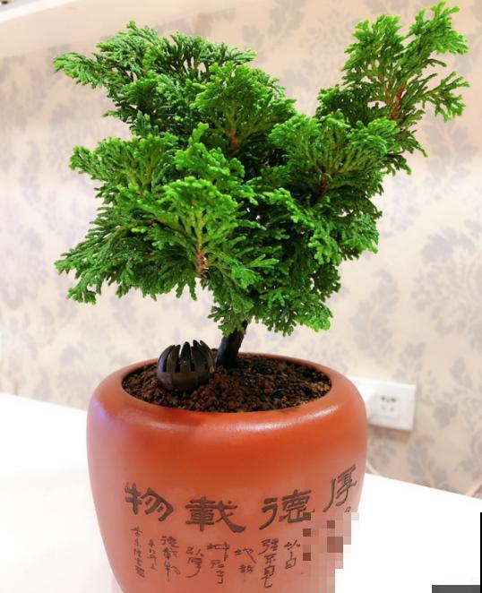盆景修剪3大原则，收藏起来，你也能变大神！