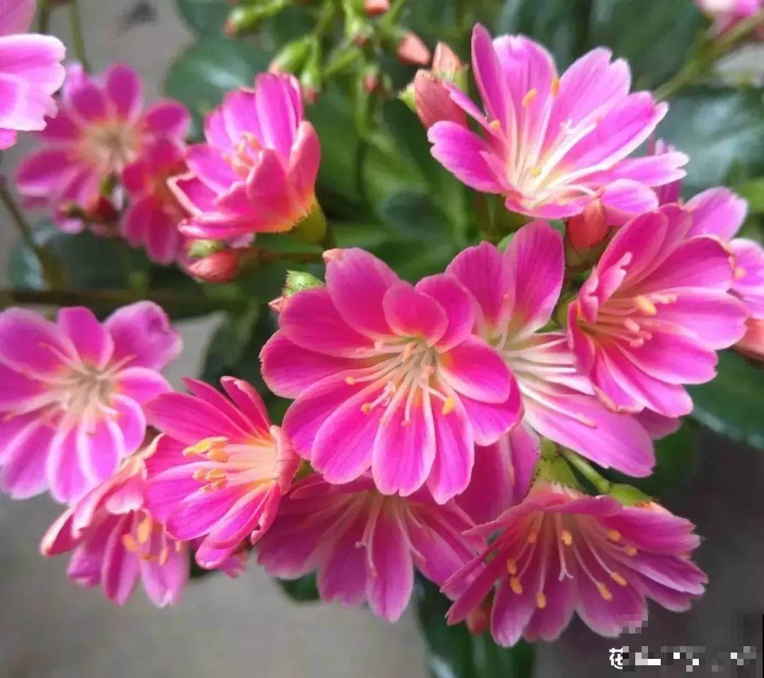 10种过年养的花，花市找不到，谁见了都稀罕！