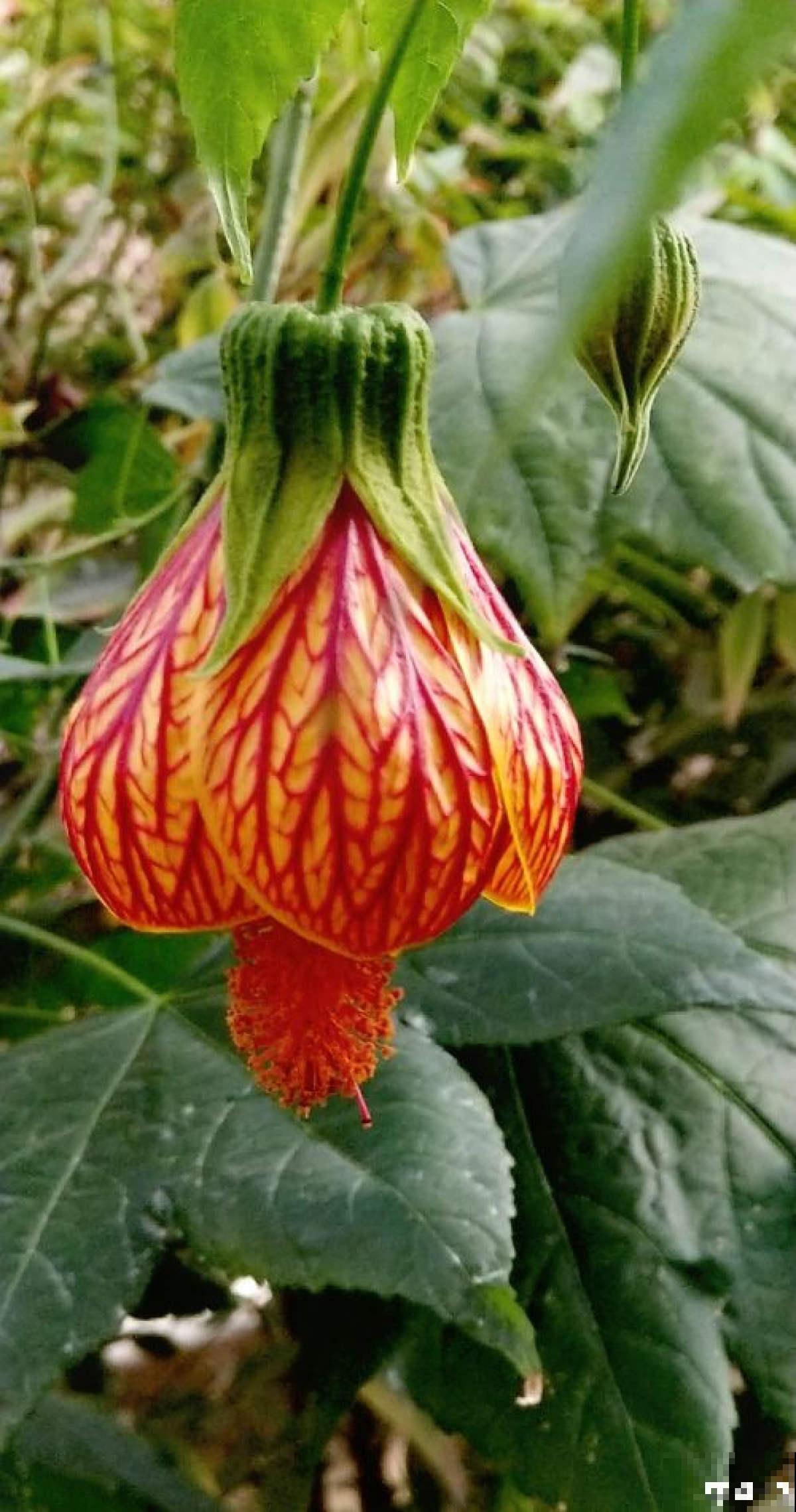 日这花开花像小铃铛，一年能开5个月，真“超长待机”