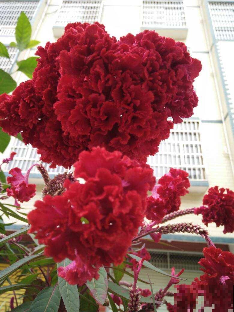 这2种花长在院子里的花，都是小时候的记忆，现在花盆里也能养