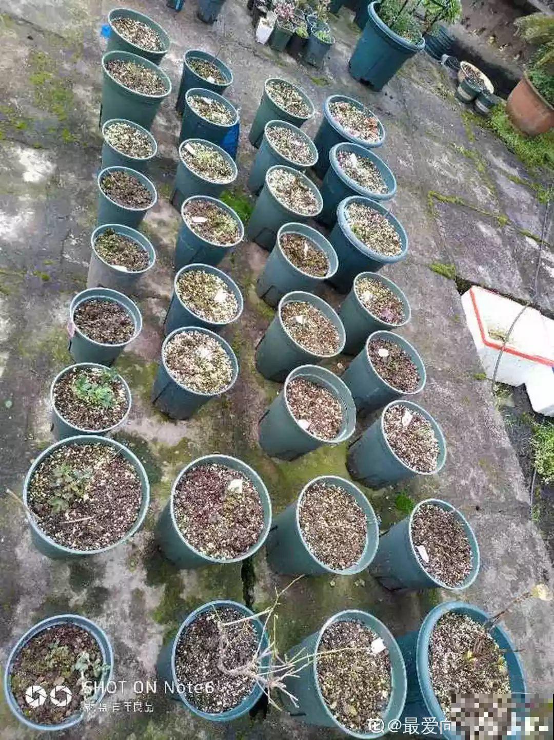小心点，给花浇上84消毒液，直接活不过3天！