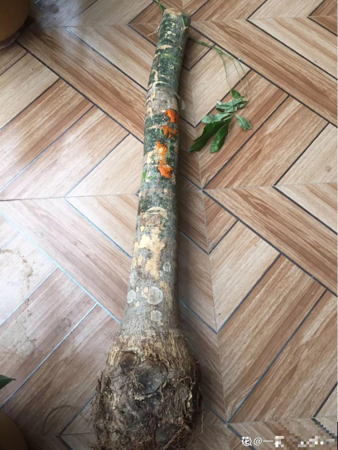 这花冬天最难养，砍1刀不浇水，反而越来越疯长！
