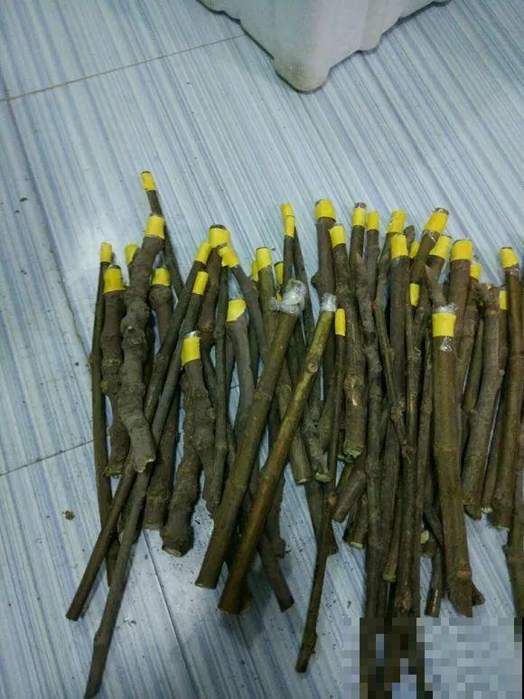 大粗杆插土里，7天生根，当年结果压弯枝，不用买水果了！