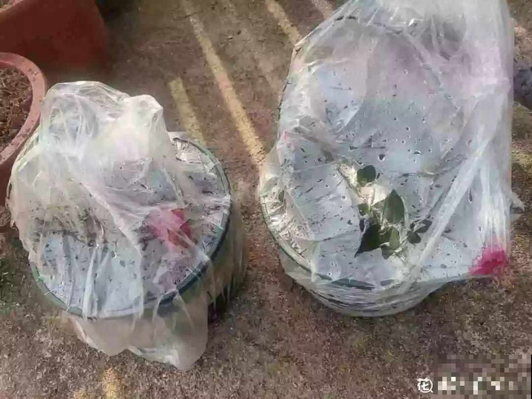 2月养花真忙，宅家里也不能闲，动动手就有收获！