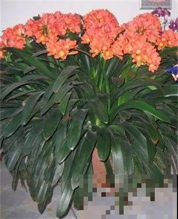 1棵长寿花，冒出124个花箭，开花开成大锅盖，咋养的？