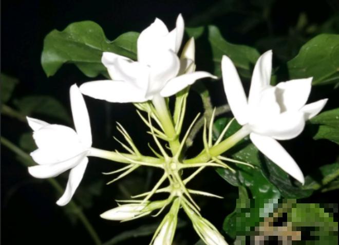他家茉莉长了2米高，杆子粗壮笔直，开花像把伞！