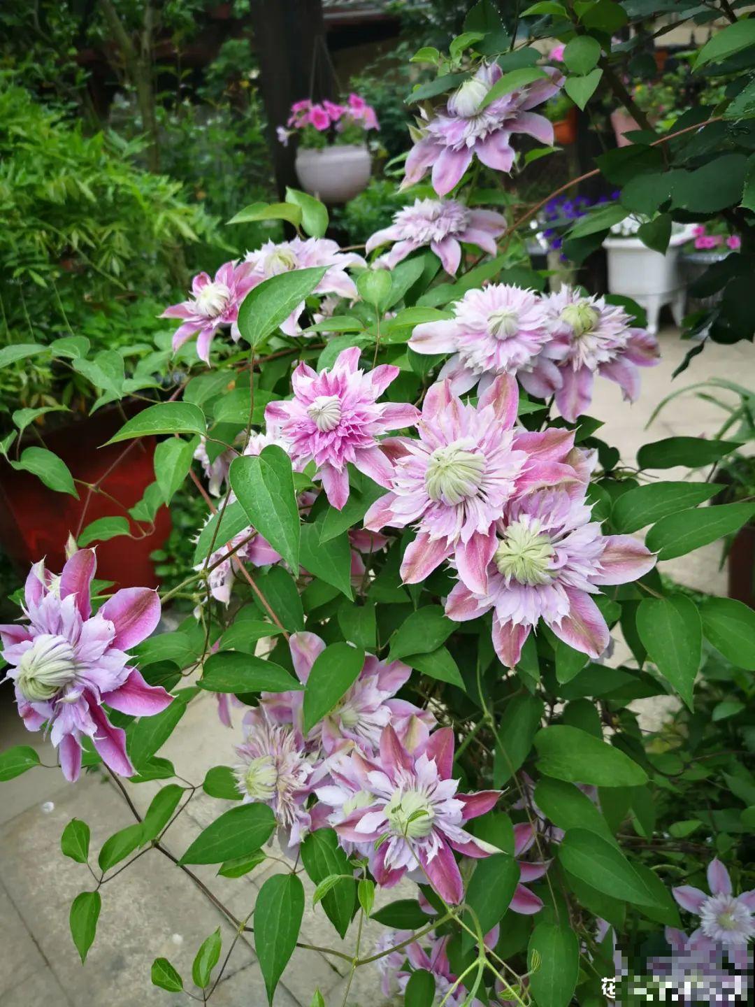 20种春天爆盆花，阳台养一盆，天一暖和就开爆！
