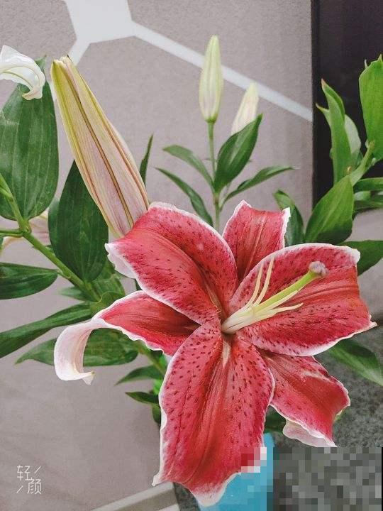 鲜花插瓶里，水里加点它，花期延长1个周