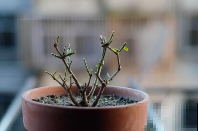 养花就得勤“掐”，别心疼，掐完才能呼呼冒芽