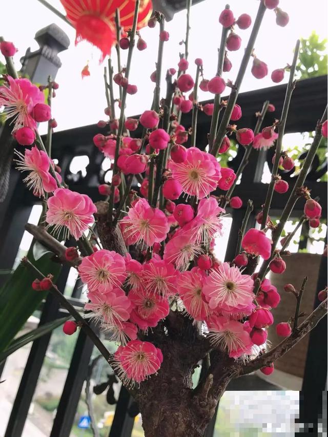 春天养花，别乱修剪，小心一年不开花