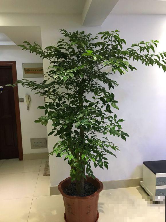 半死不活的幸福树，被我狠心砍一刀，结果冒出好多芽！