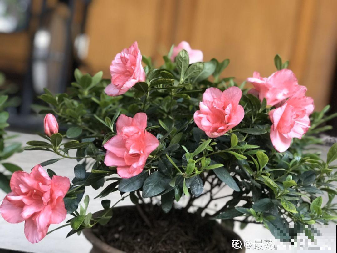 这花公认难养，买回家没开两天，叶子发黄全都往下掉！