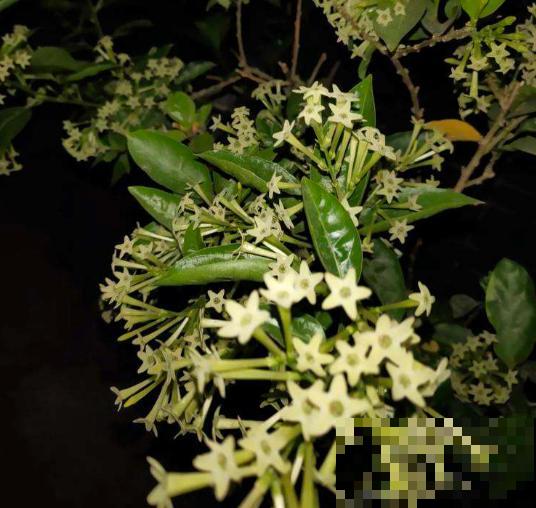 卧室有这4种花，赶紧搬出去，对身体不好！