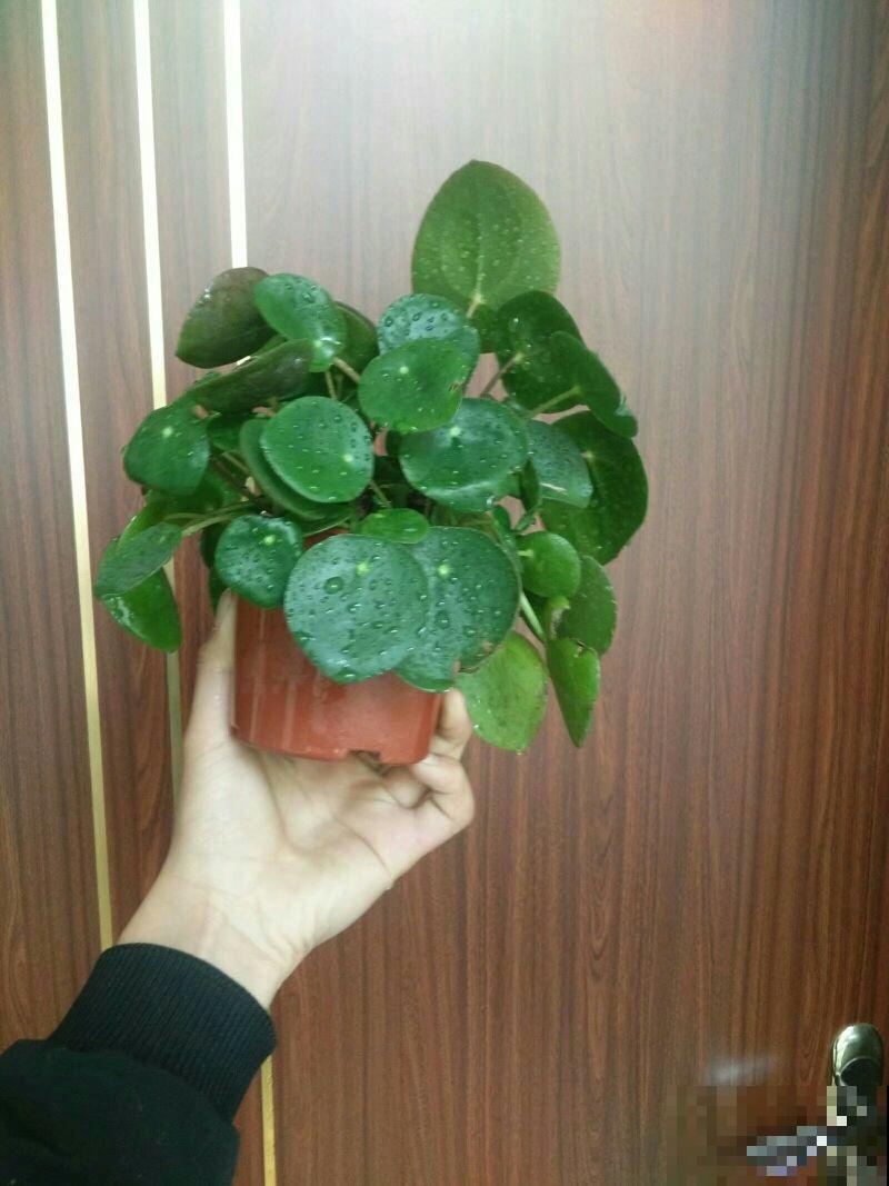 4种花，长得还真是像，新手不好分辨