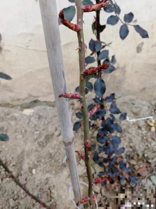 养花就得勤“掐”，别心疼，掐完才能呼呼冒芽