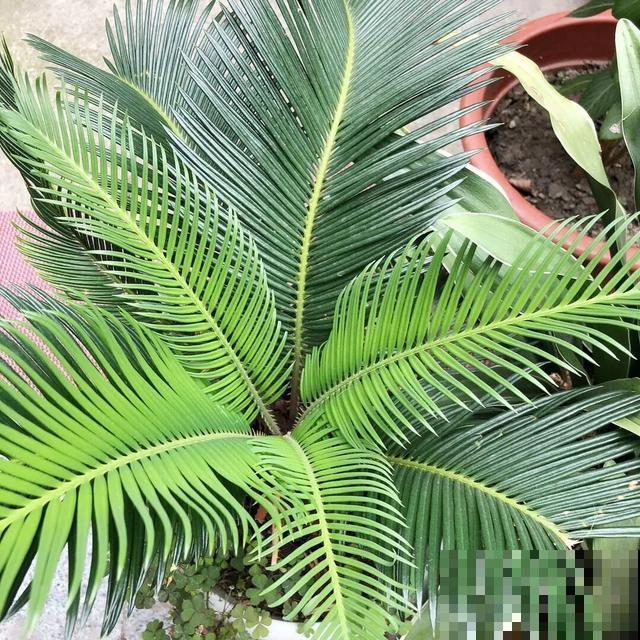 这盆“健康树”，1盆清新空气，2盆杀菌去异味