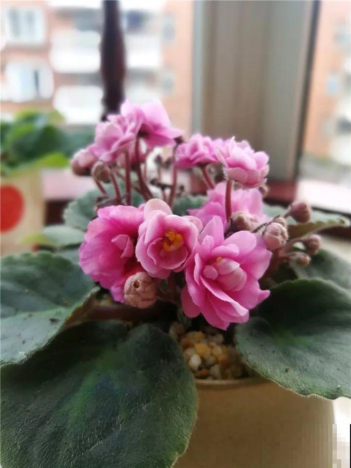这么漂亮的花，从来没养活过，说多了都是泪！