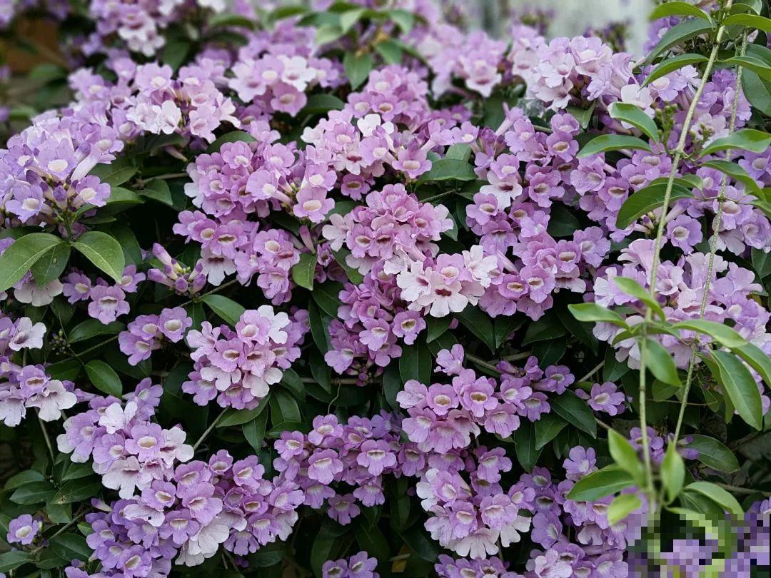 20种爬藤花，早春种一棵，能开满整个花架！