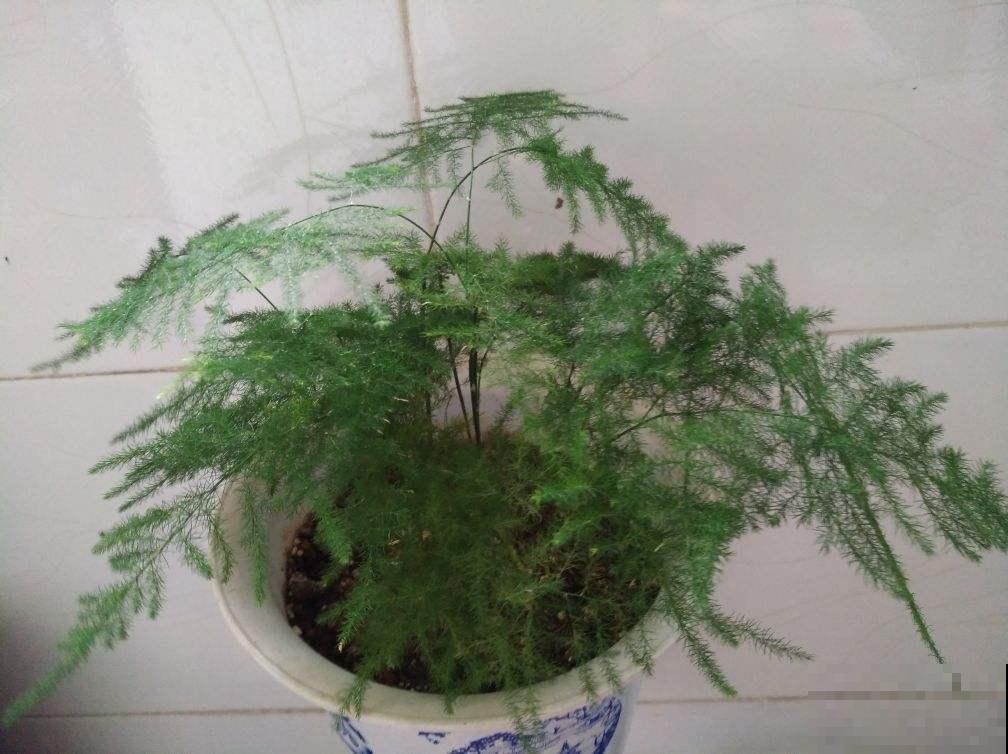 这种竹子真“贵气”，气质一级棒，养在家里特上档次