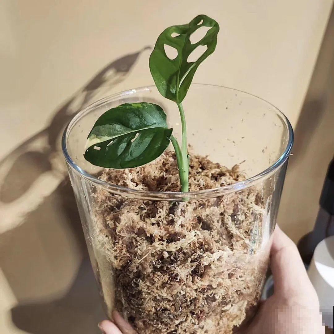 开完花的蟹爪兰，叶子摘一摘，放在梳子上遇水就生根！