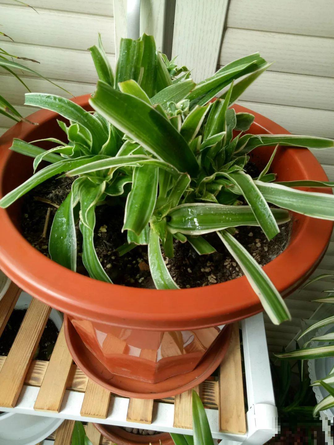 给花狠心剃光头，新芽呼呼冒，1年变老桩！