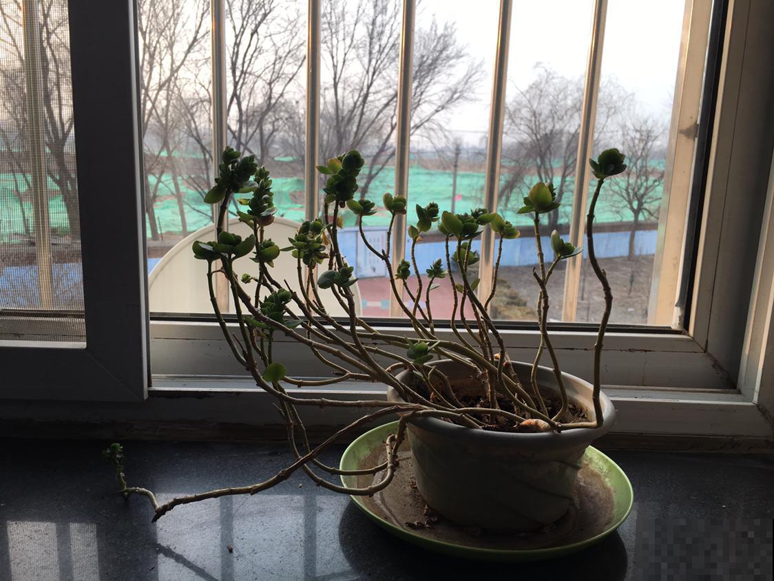 “2种”花，千万别养成老桩，否则难开花