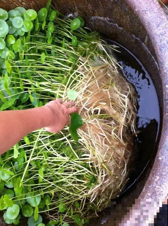 太阳花种子撒一把，能开满阳台，一年四季死不了！