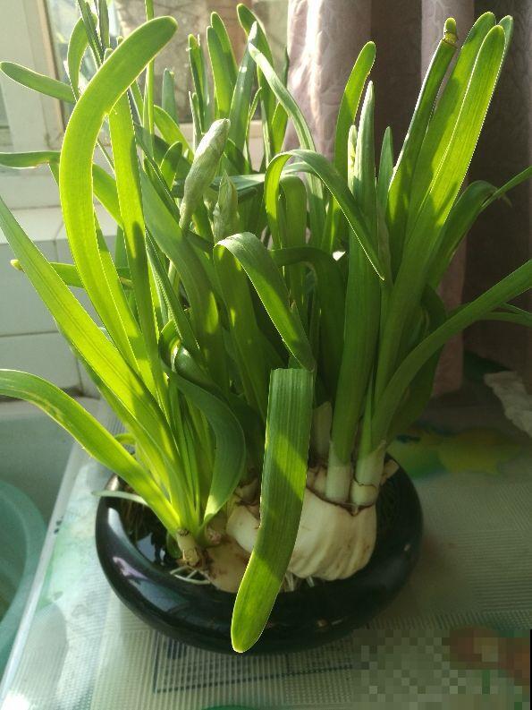 这种年宵花，就得狠心剪，3天冒出8朵花