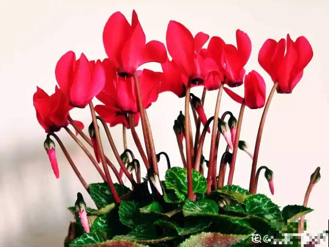最长寿的9种花，一年四季都在开，剪了之后还能接着开！