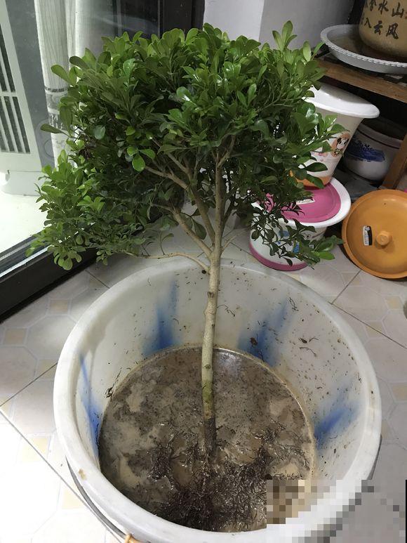 家里有这花，不能乱换盆，换完叶子哗哗掉！