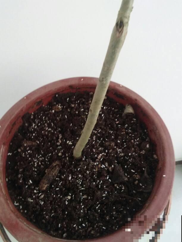 小黑飞真让人头疼，花盆里浇点它，虫子少一半