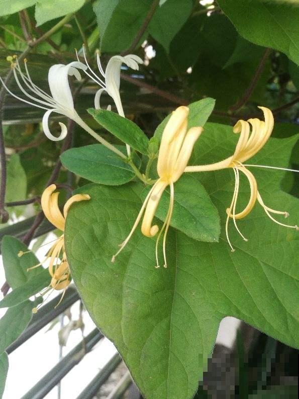 这花能泡茶，揪个叶子泡水里，清热又去火