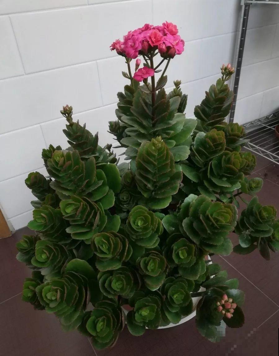 5年的长寿老桩，只开了一朵花，想扔又舍不得！