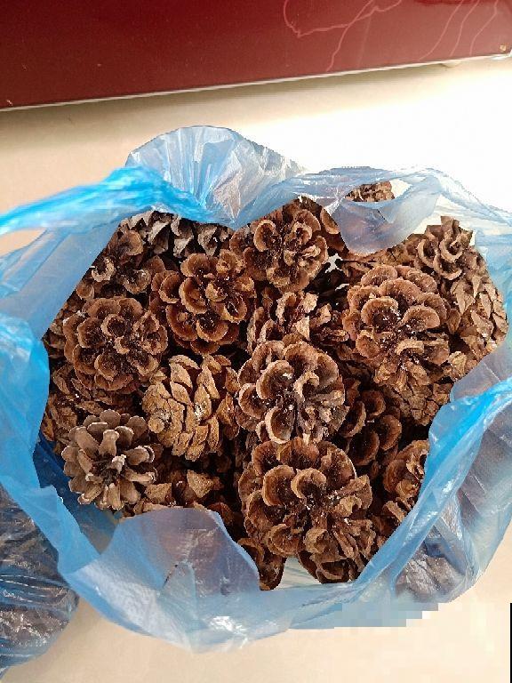 盆底垫点它，不黄叶、不烂根，大白根蹭蹭长