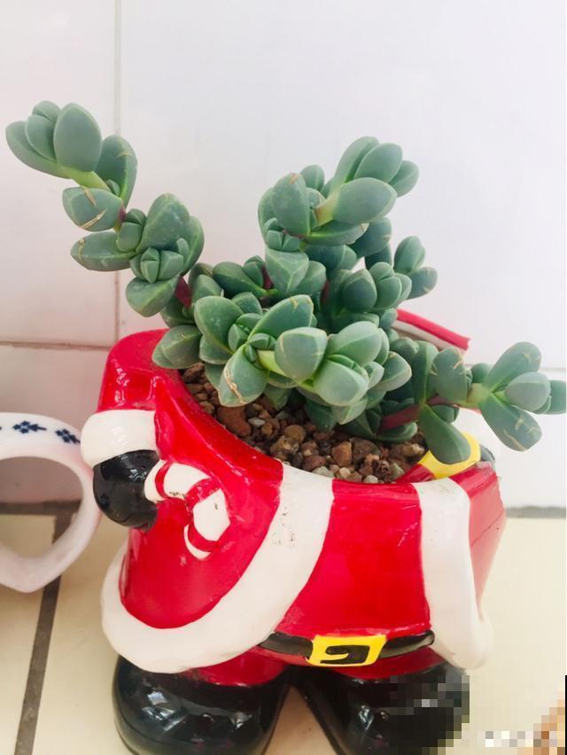 一次疫情，荒芜不了整个春天，阴霾会过去，鲜花也会盛开！